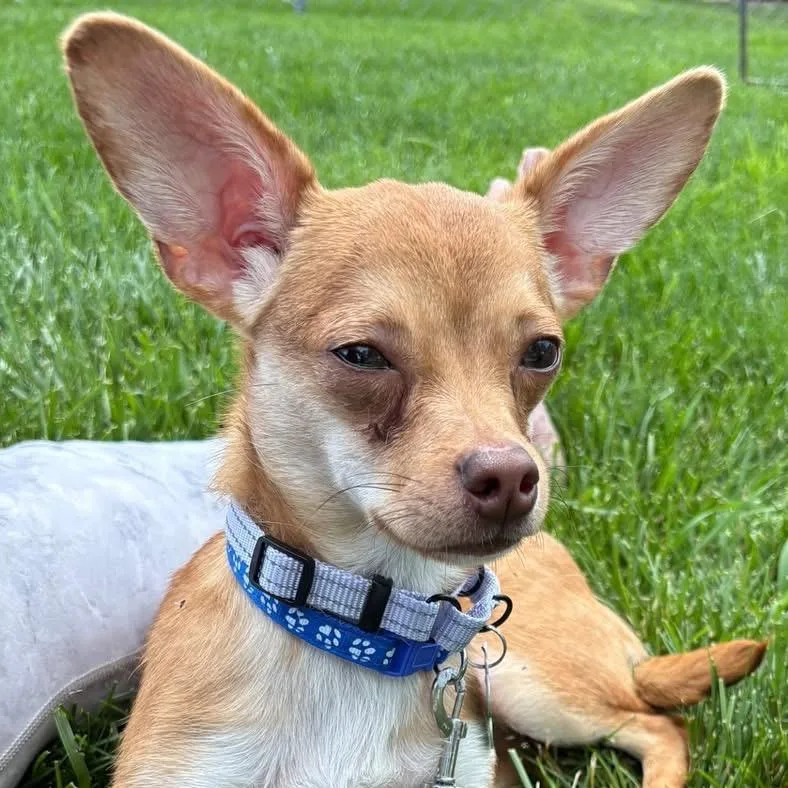 A young small-sized male Yellow / Tan / Blond / Fawn Chihuahua dog named Brewster for adoption in Hudson, IL