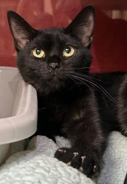 An adult small-sized female Domestic Short Hair cat named Jennie for adoption in Phoenix, AZ