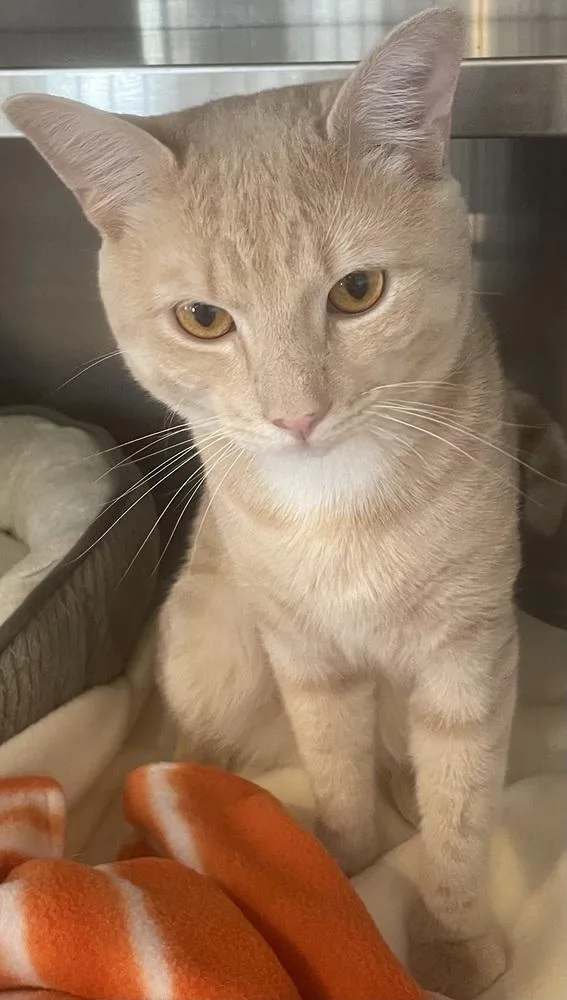 W Mayhem thumbnail 2