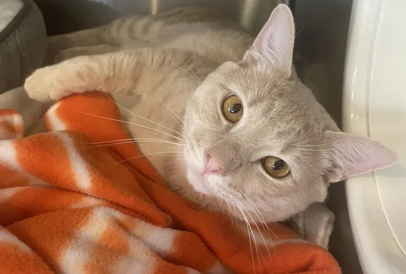 W Mayhem thumbnail 3