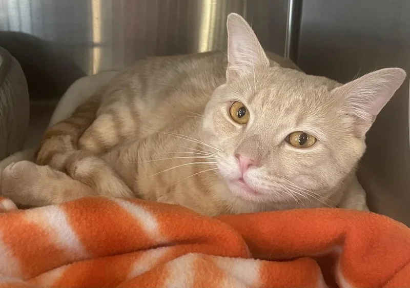 W Mayhem thumbnail 4