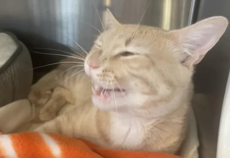 W Mayhem thumbnail 5