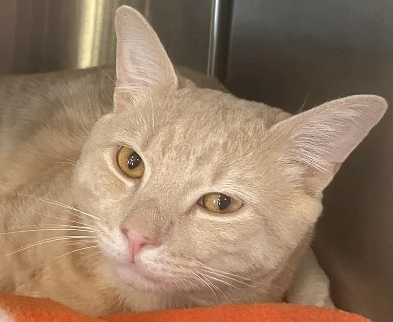 W Mayhem thumbnail 6