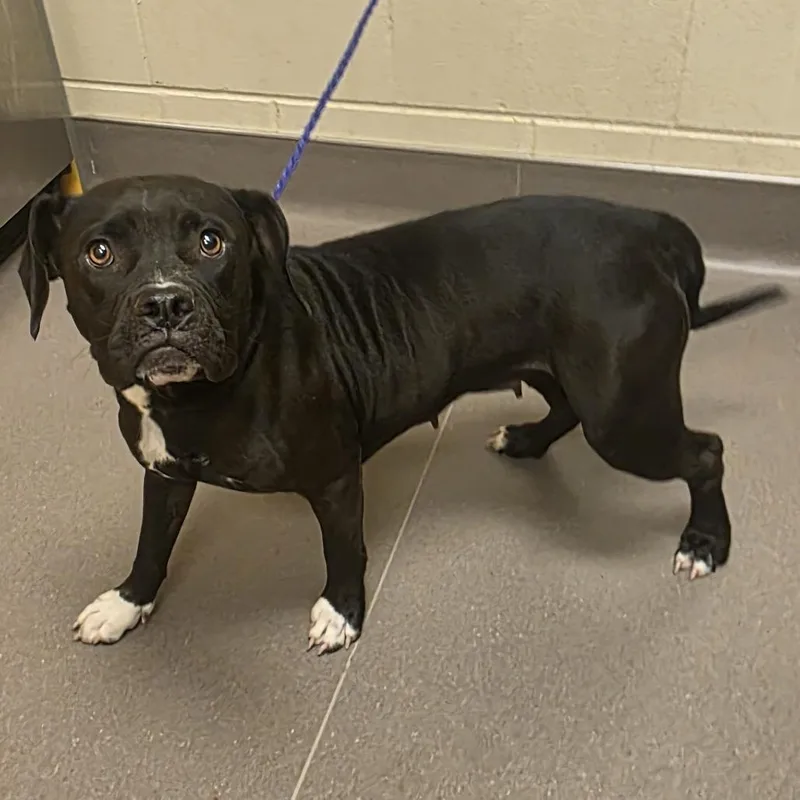 An adult medium-sized female Black Boxer dog named Tammy Wynette for adoption in Norman, OK