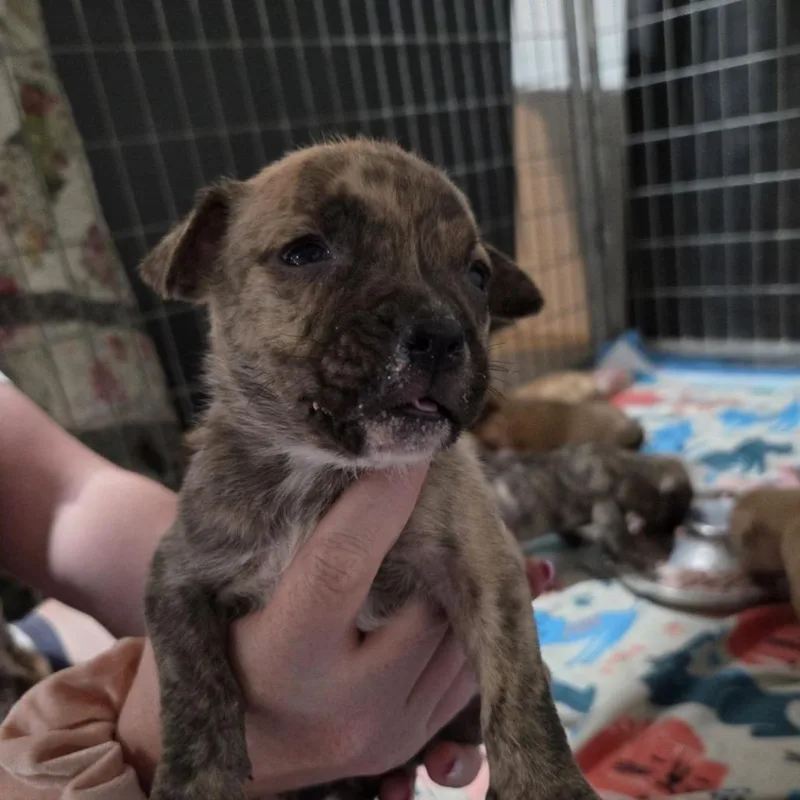 Mini Cooper thumbnail 2