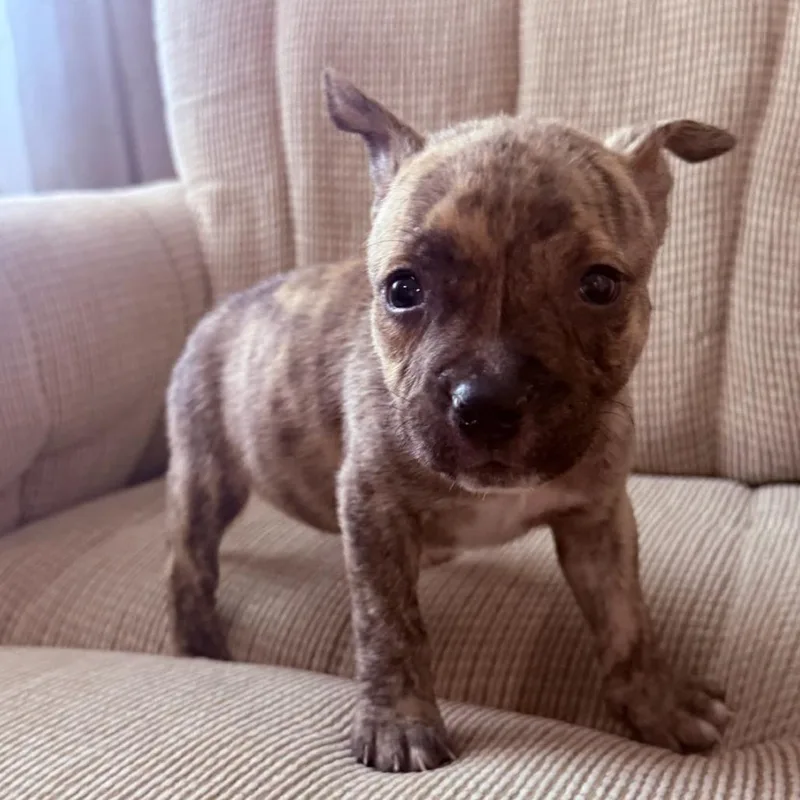 Mini Cooper thumbnail 3