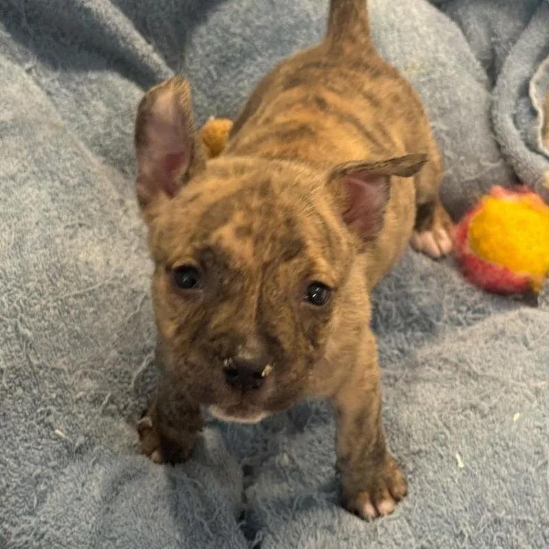 A baby medium-sized male Brindle American Bulldog dog named Mini Cooper for adoption in Ocala, FL