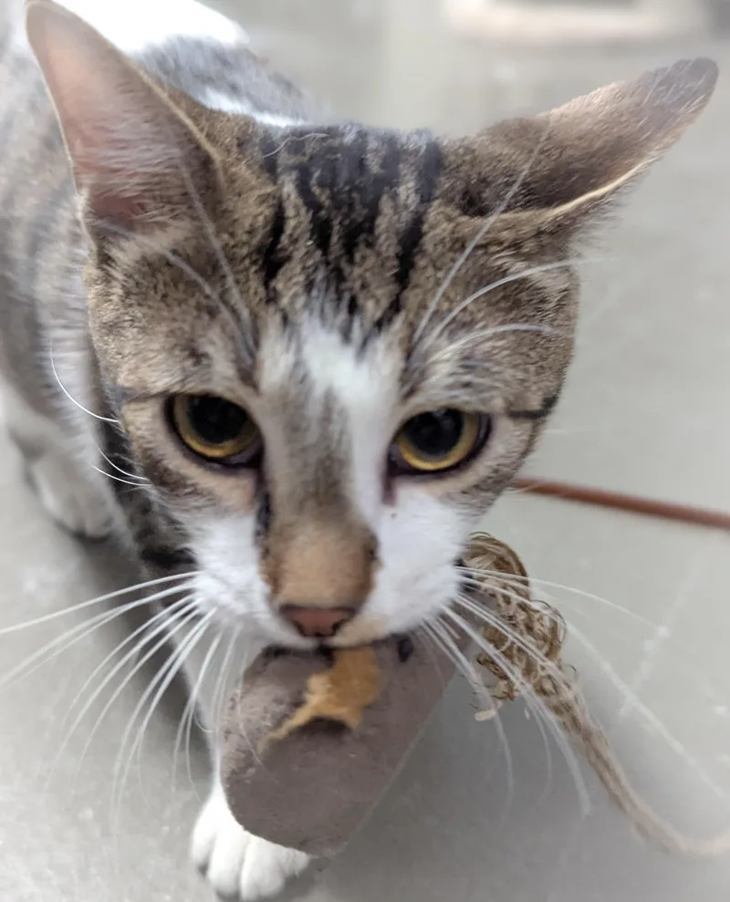 A young medium-sized male Tabby (Gray / Blue / Silver) Domestic Short Hair cat named Jupiter for adoption in Griffith, IN