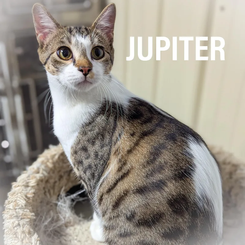Jupiter thumbnail 2