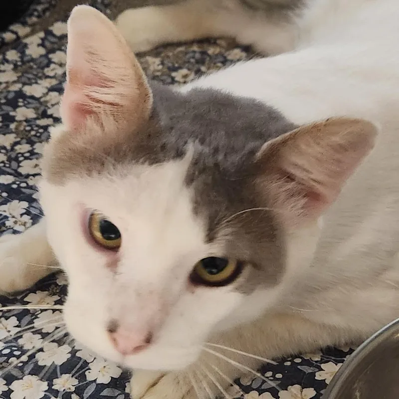 An adult small-sized male White Domestic Short Hair cat named Winston C for adoption in Corsicana, TX