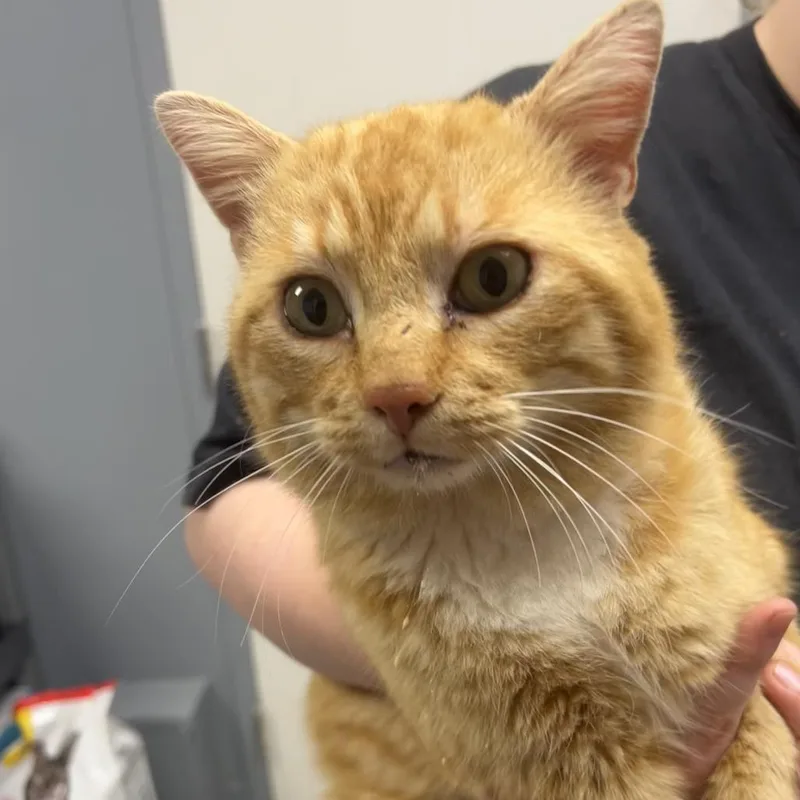 Callahan thumbnail 2