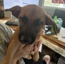 A baby medium-sized male Shepherd dog named Sosa for adoption in West Memphis, AR