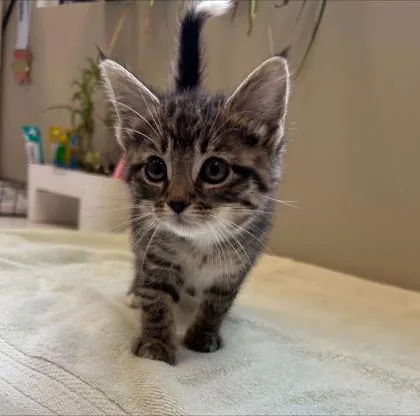 A baby small-sized female Domestic Short Hair cat named Tippy for adoption in Fishers, IN