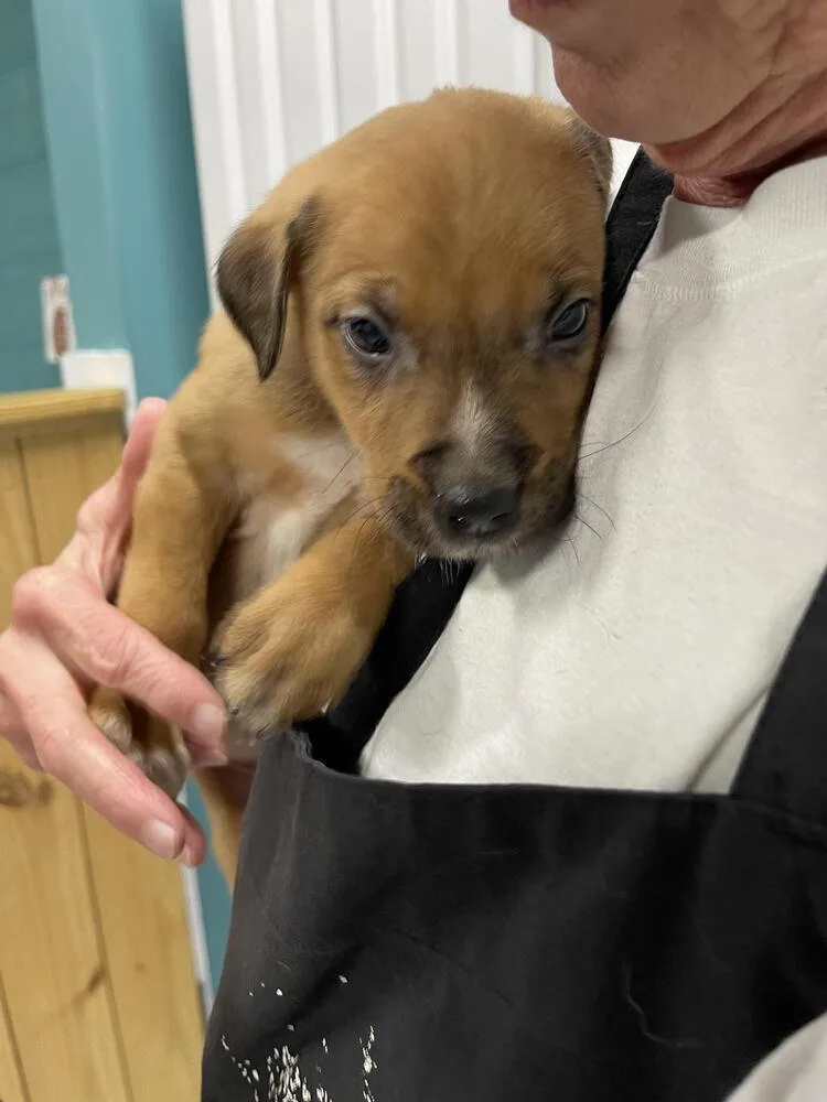 A baby small-sized male White / Cream Mixed Breed dog named Chaco for adoption in Chattanooga, TN