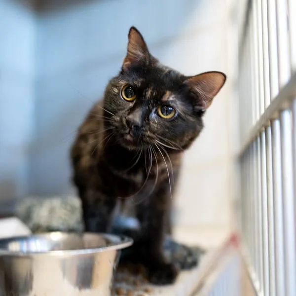 An adult small-sized female Domestic Short Hair cat named Daisey Bonded Buddy for adoption in Des Moines, IA
