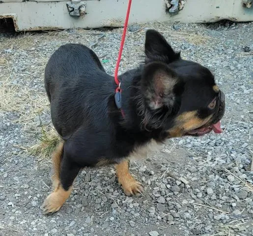 An adult small-sized female French Bulldog dog named Rosie for adoption in Van Alstyne, TX