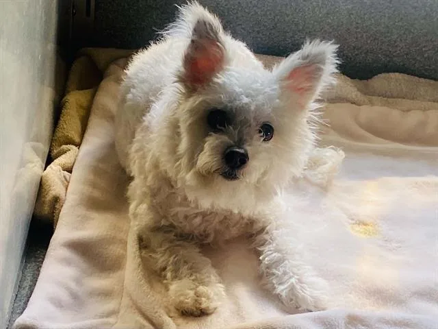 An adult small-sized female West Highland White Terrier / Westie dog named Chansey for adoption in Tustin, CA
