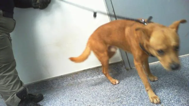An adult medium-sized male Mixed Breed dog named Carlos for adoption in Charlotte, NC