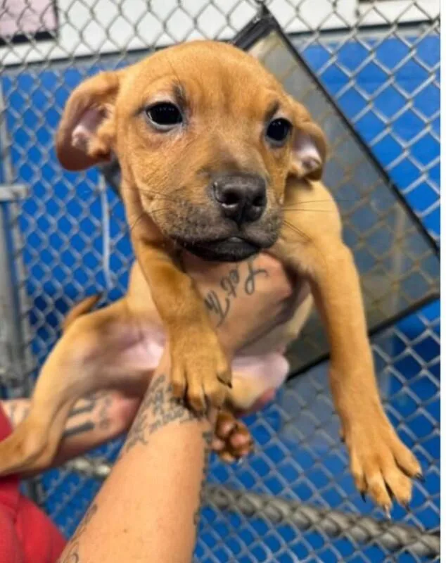 Lady Spudkins Of Tottingham