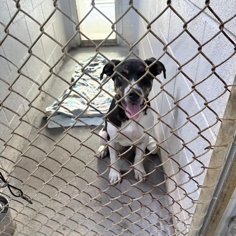 A young medium-sized male Black Mixed Breed dog named Mr. Twister for adoption in Summerville, SC