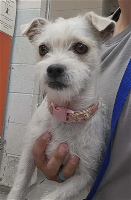 A young medium-sized female Border Terrier dog named Lily for adoption in Albuquerque, NM