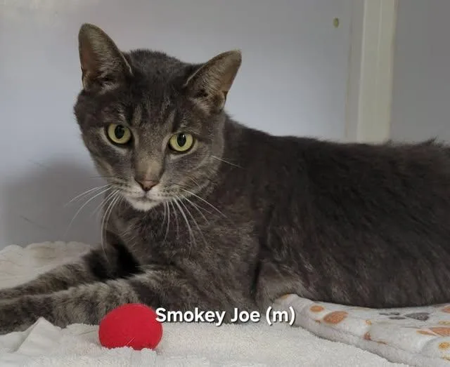 A senior medium-sized male Tabby (Gray / Blue / Silver) Domestic Short Hair cat named Smokey Joe for adoption in Mazon, IL