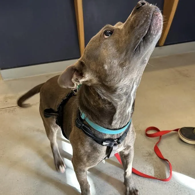 Paw Patrol thumbnail 2