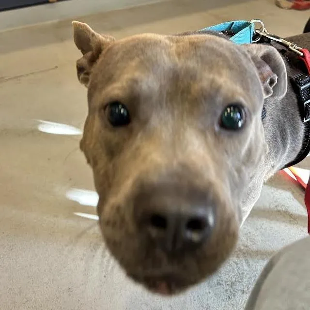 Paw Patrol thumbnail 4