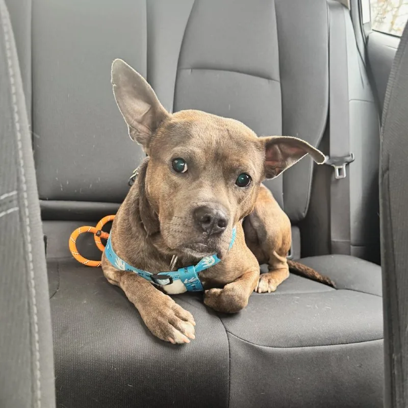 Paw Patrol thumbnail 5