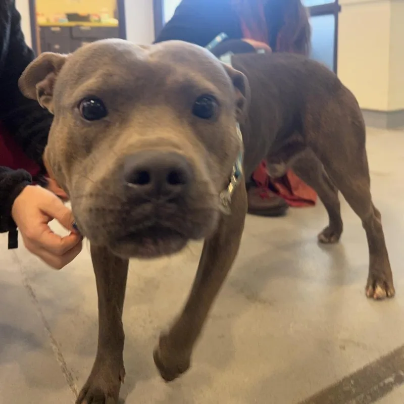 Paw Patrol thumbnail 6