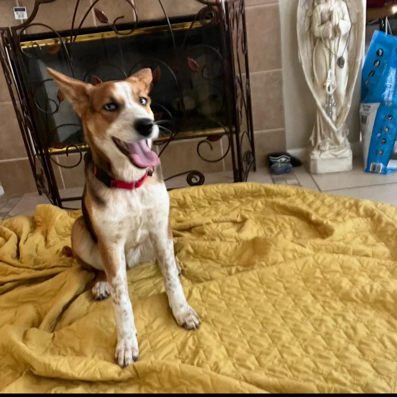 Poppy And Daisy thumbnail 3