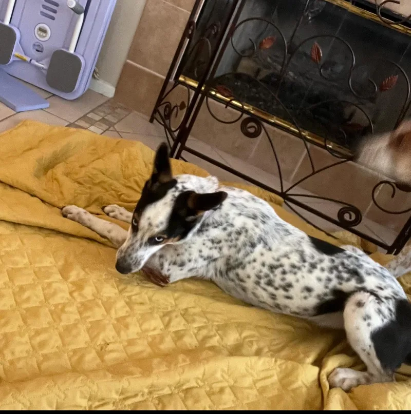 Poppy And Daisy thumbnail 4