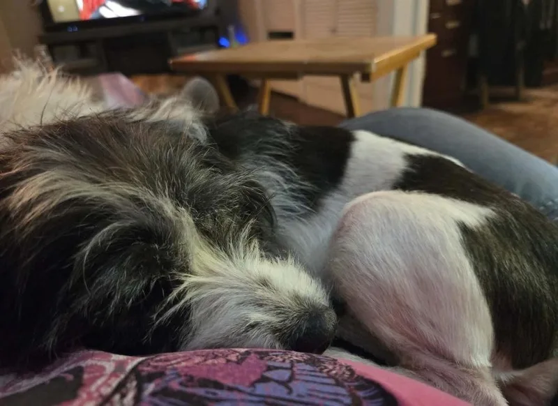 An adult small-sized female Terrier dog named Cassandra for adoption in South Bend, IN
