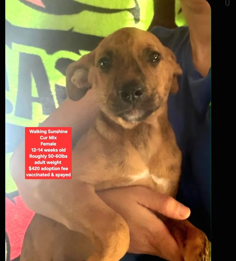 A baby medium-sized female Black Mouth Cur dog named Walking Sunshine for adoption in Oviedo, FL