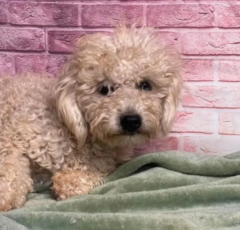 A young small-sized male Poodle dog named Jesse for adoption in Sedalia, CO