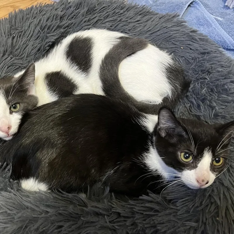 A baby small-sized female Domestic Short Hair cat named Uni for adoption in Monroe, MI