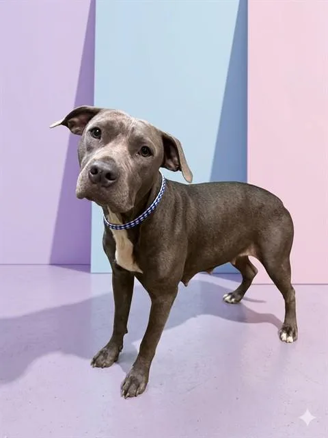 A young medium-sized female Mixed Breed dog named Buffy Summers for adoption in Jacksonville, FL
