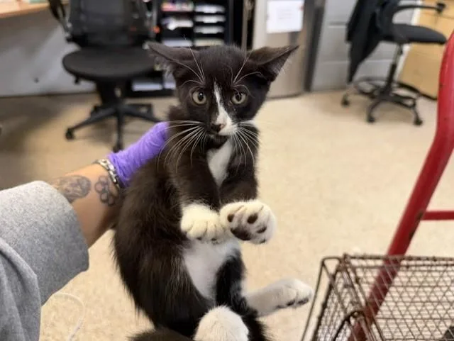A baby small-sized female Domestic Short Hair cat named Auxana for adoption in Miami, FL