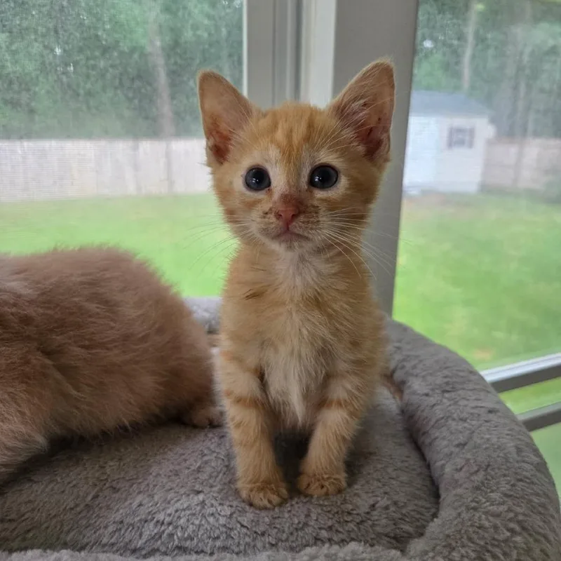 A baby small-sized male Buff / Tan / Fawn Domestic Short Hair cat named Speedo for adoption in Newport News, VA