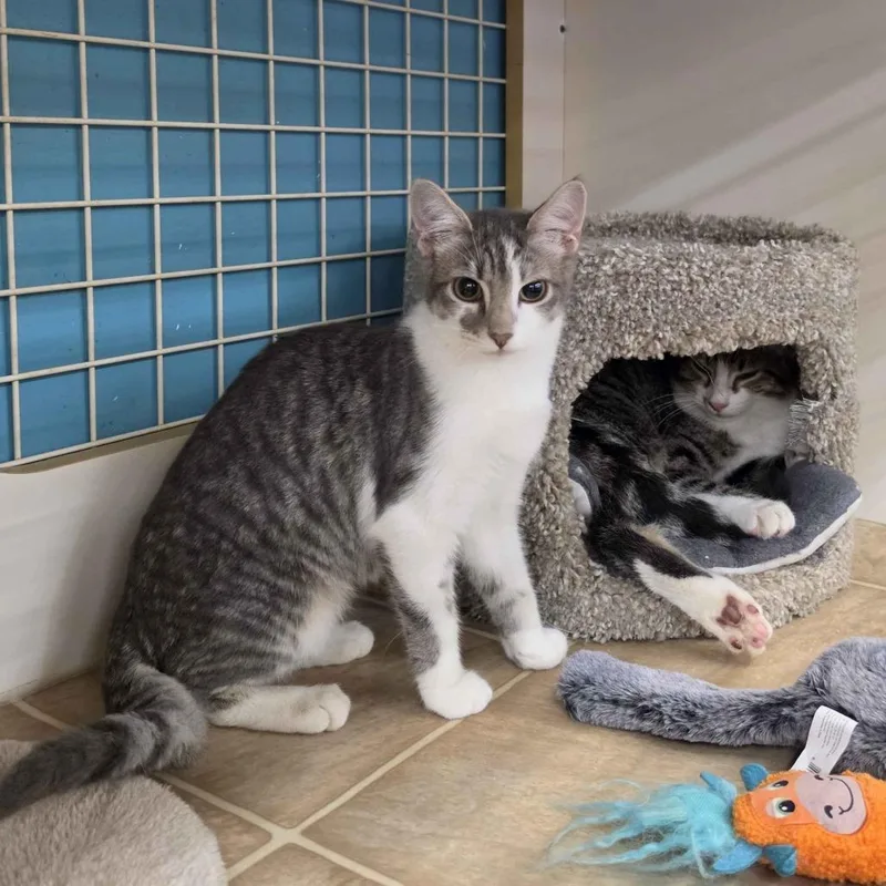 A young small-sized female Gray / Blue / Silver Domestic Short Hair cat named Kiwi for adoption in Medina, OH