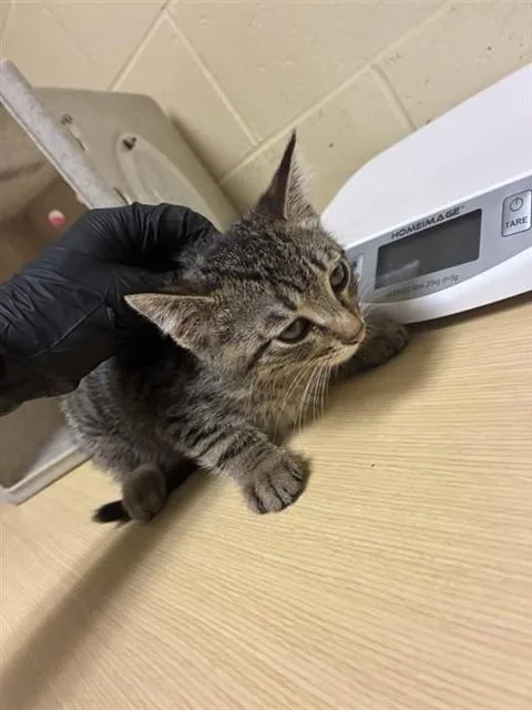 A baby small-sized male Domestic Short Hair cat named Taco for adoption in Sacramento, CA