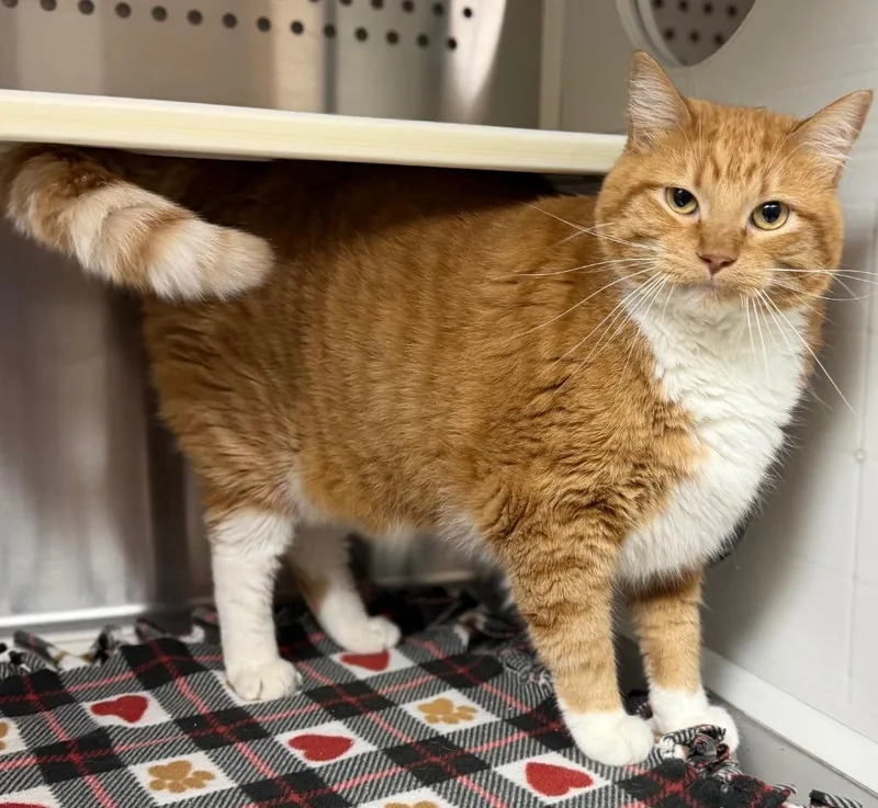 An adult large-sized male Domestic Short Hair cat named Sammie for adoption in Columbus, NE