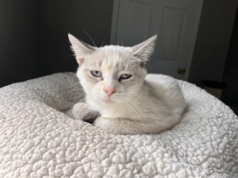 Mistletoe thumbnail 2