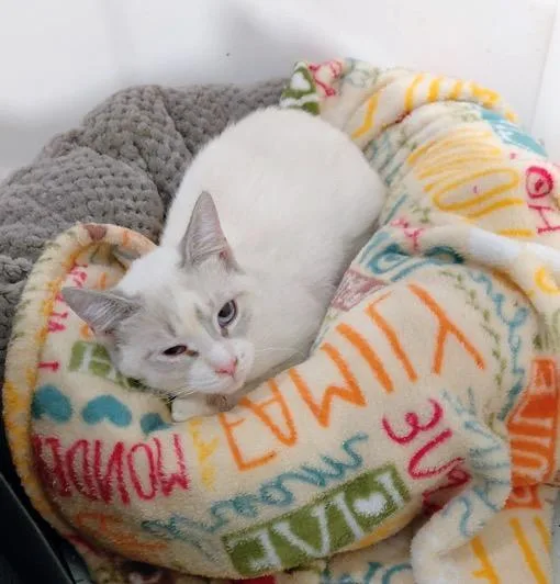 Mistletoe thumbnail 3