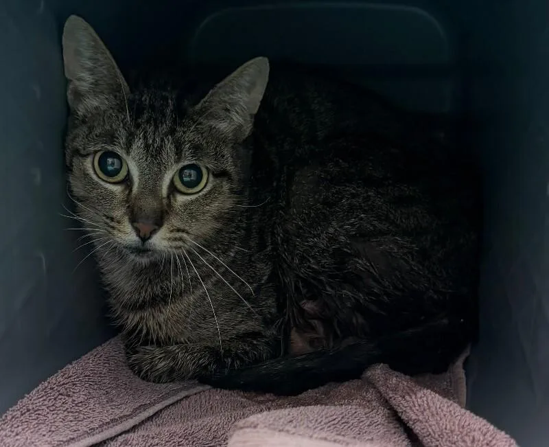 An adult medium-sized female Tabby (Brown / Chocolate) Domestic Short Hair cat named Ant for adoption in Katy, TX