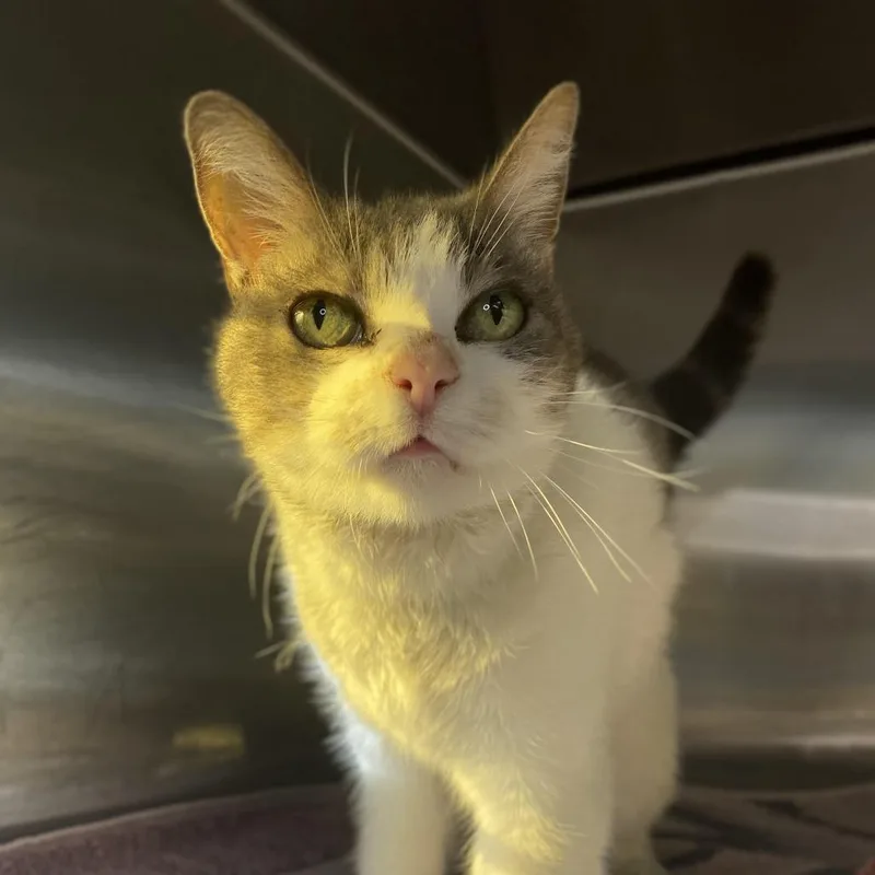 Cinnamon thumbnail 3