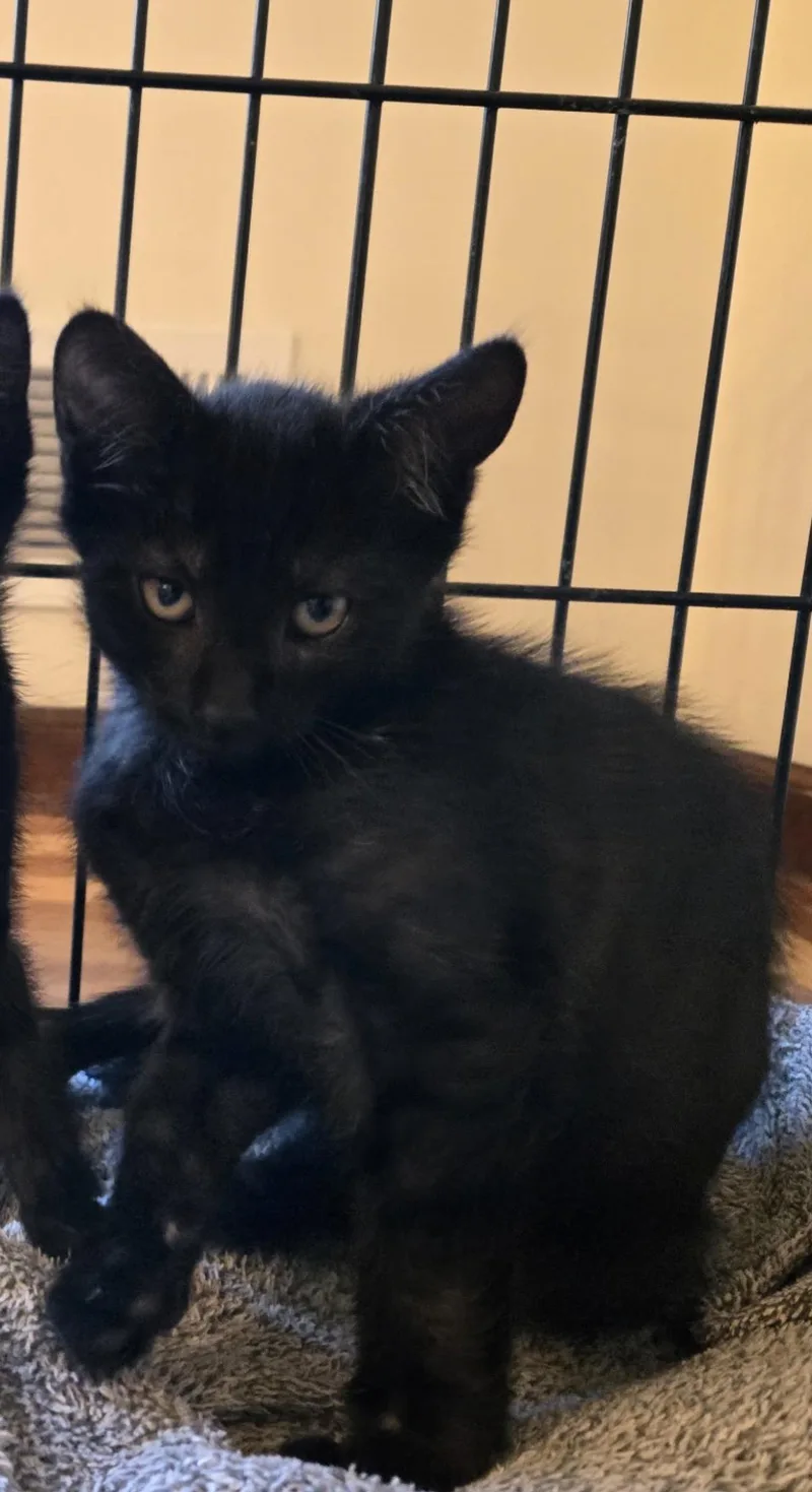 A young medium-sized male Black Domestic Short Hair cat named Jamie for adoption in Nutley, NJ