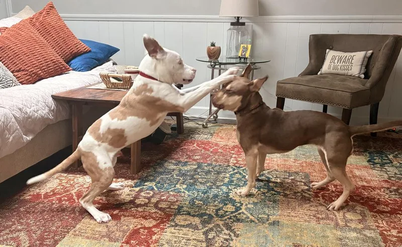 A baby medium-sized male Tricolor (Brown, Black, & White) Pit Bull Terrier dog named Bonk for adoption in Wake Forest, NC
