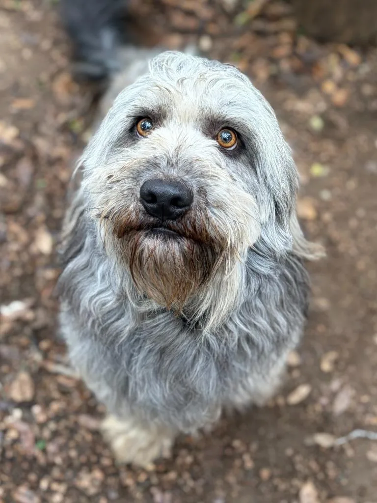 A young medium-sized male Labrador Retriever dog named Stormy for adoption in Lockhart, TX
