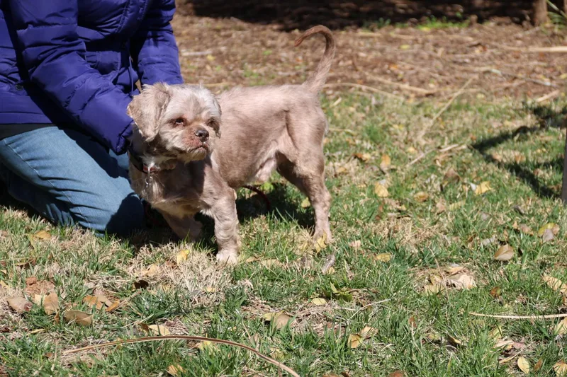 Brewster thumbnail 2